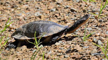Wallpaper thumb: Eastern Snake-necked Turtle